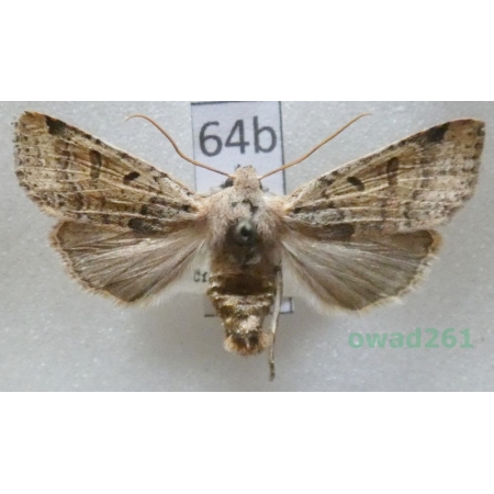 Agrochola lychnidis (Denis & Schiffermüller, 1775) Czech64b
